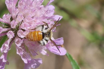 <i>Andrena marginata</i>