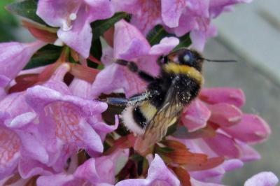 <i>Bombus</i>