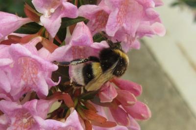 <i>Bombus</i>