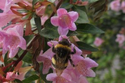 <i>Bombus</i>