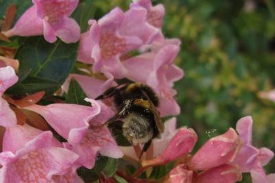 <i>Bombus</i>