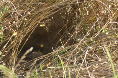 <i>Vespula</i>