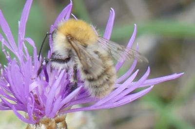 <i>Bombus sp (pascuorum/humilis/muscorum)</i>