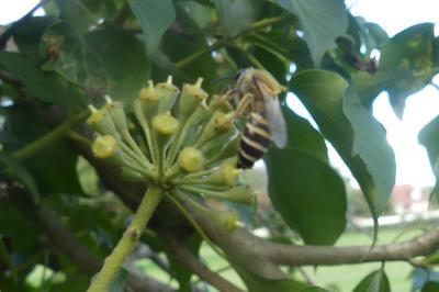 <i>Colletes hederae</i>