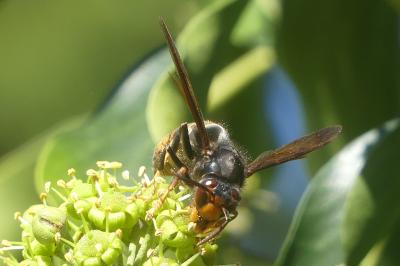 <i>Vespa velutina</i>