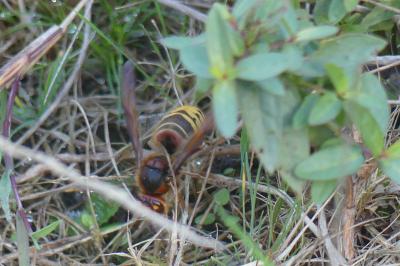 <i>Vespa crabro</i>