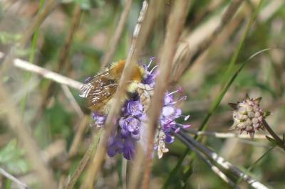 <i>Bombus</i>