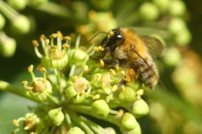<i>Bombus humilis</i>