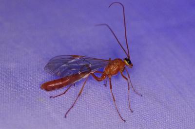 <i>Ophion obscuratus</i>