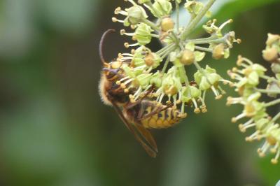 <i>Vespa crabro</i>