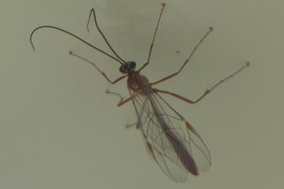 <i>Ophion luteus</i>