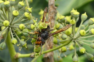 <i>Vespa velutina</i>