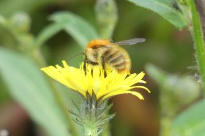 <i>Bombus sp (pascuorum/humilis/muscorum)</i>