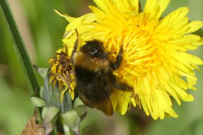 <i>Bombus sp (terrestris/lucorum/cryptarum/magnus)</i>