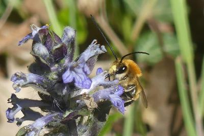 <i>Eucera</i>