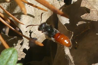 <i>Sphecodes albilabris</i>