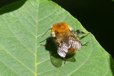 <i>Bombus sp (pascuorum/humilis/muscorum)</i>