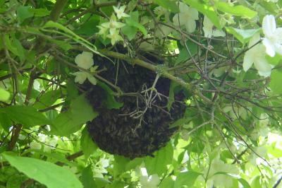 <i>Apis mellifera</i>