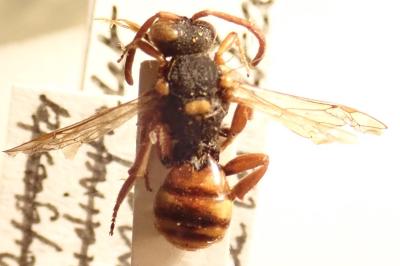 <i>Nomada bifasciata bifasciata</i>