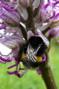 <i>Bombus sp (terrestris/lucorum/cryptarum/magnus)</i>