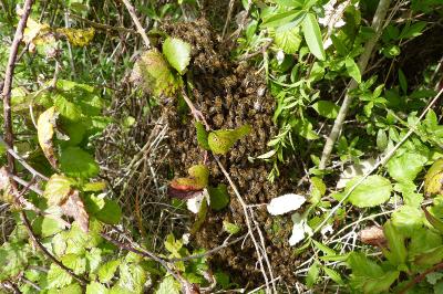 <i>Apis mellifera</i>