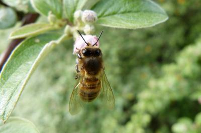 <i>Andrena</i>