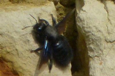 <i>Xylocopa violacea</i>