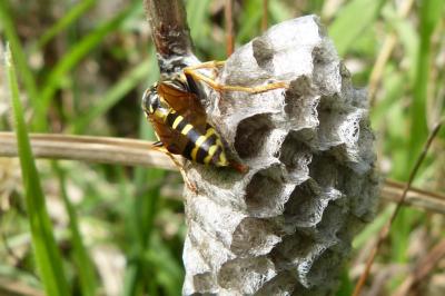 <i>Polistes</i>