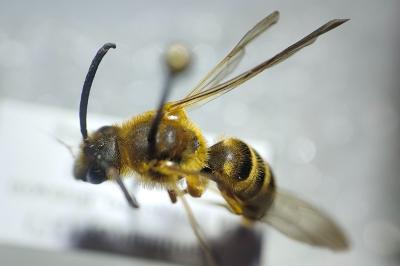 <i>Halictus scabiosae</i>