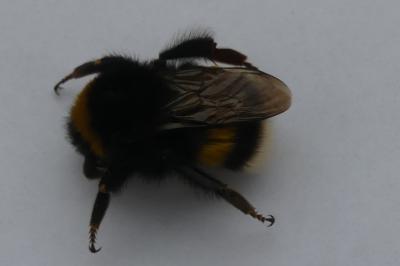 <i>Bombus sp (terrestris/lucorum/cryptarum/magnus)</i>
