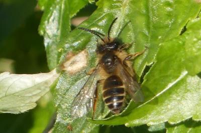 <i>Andrena flavipes</i>