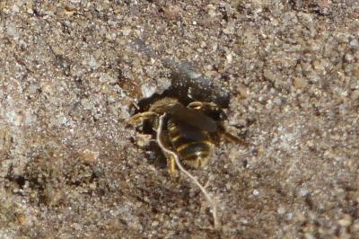<i>Andrena flavipes</i>