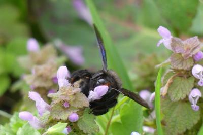 <i>Xylocopa violacea</i>