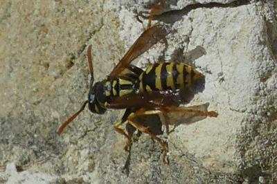 <i>Polistes gallicus</i>