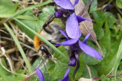 <i>Bombus sp (pascuorum/humilis/muscorum)</i>