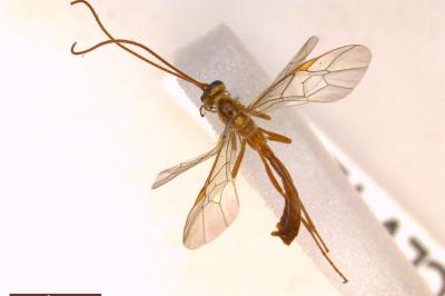 <i>Ophion minutus</i>