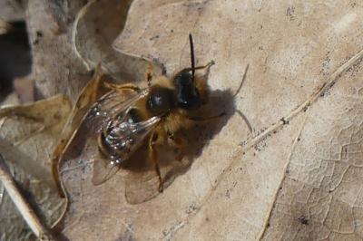 <i>Andrena lagopus</i>