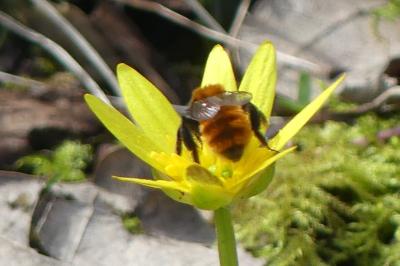 <i>Andrena fulva</i>