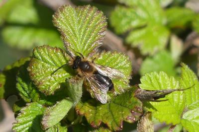 <i>Andrena flavipes</i>
