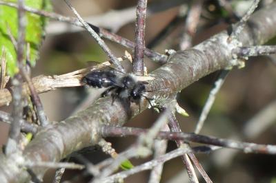 <i>Andrena cineraria</i>