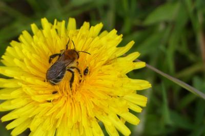 <i>Andrena flavipes</i>