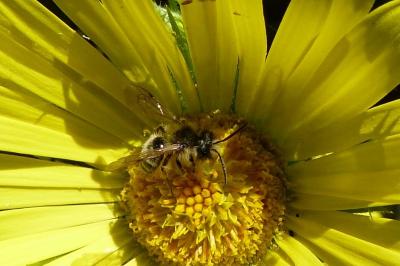 <i>Andrena gravida</i>