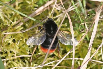 <i>Bombus lapidarius</i>