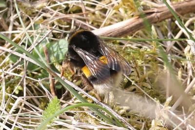 <i>Bombus sp (terrestris/lucorum/cryptarum/magnus)</i>