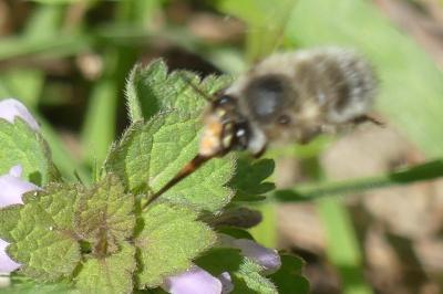 <i>Anthophora plumipes</i>