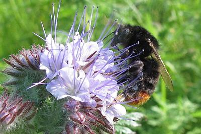 <i>Bombus lapidarius</i>