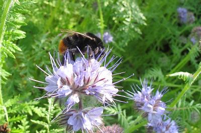 <i>Bombus lapidarius</i>