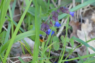 <i>Bombus pascuorum</i>