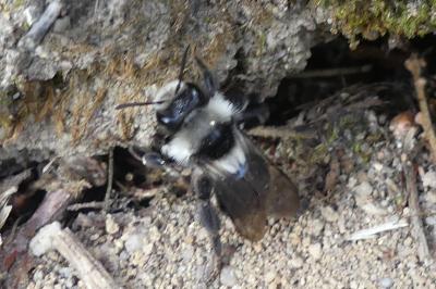 <i>Andrena cineraria</i>