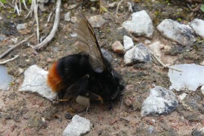 <i>Bombus lapidarius</i>